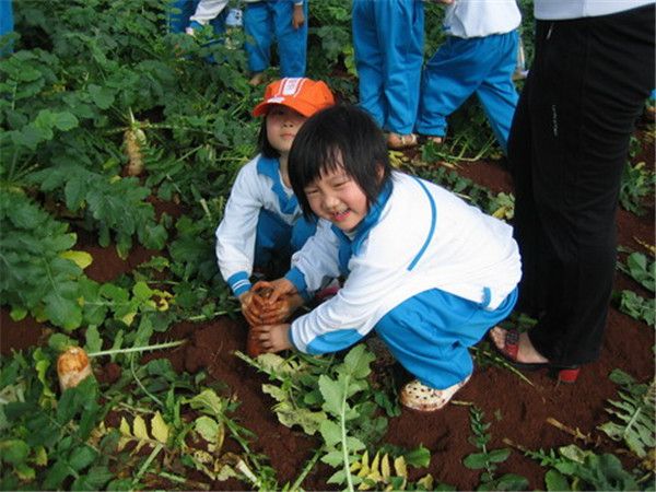 拔萝卜亲子1日活动喊你来报名!