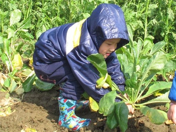 拔萝卜亲子1日活动喊你来报名!