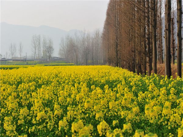 汉中西乡洋县油菜花二日游>