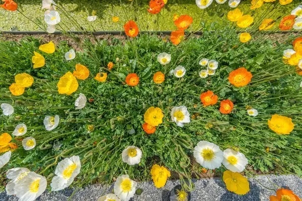 免费 咸阳塬上 虞美人已成花海 西安出发不到1小时 骏途途说