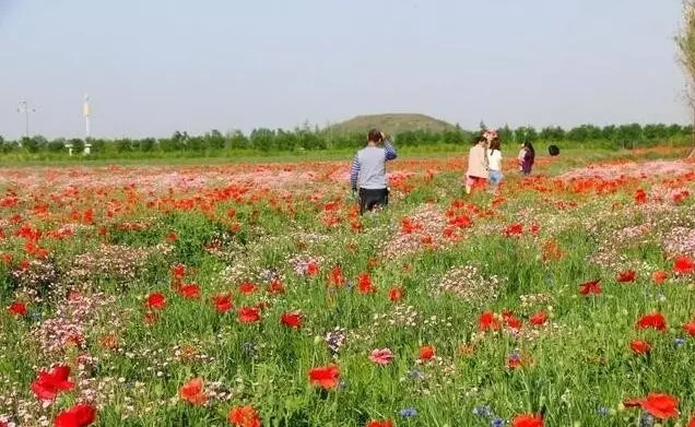 免费 咸阳塬上 虞美人已成花海 西安出发不到1小时 骏途途说